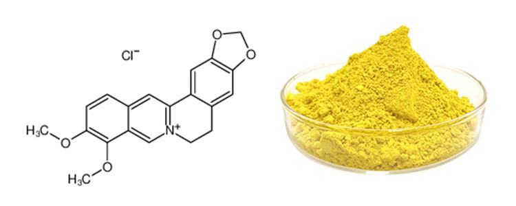 berberine powder